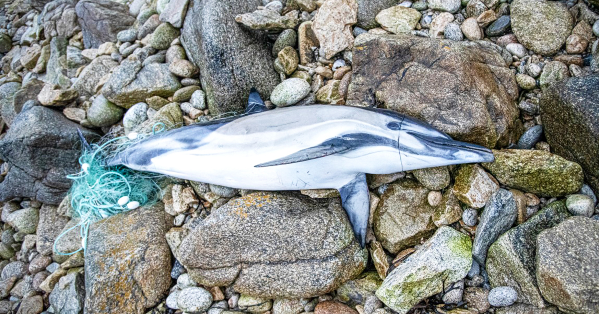 Nouveau Rapport Sur La Capture De Dauphins Dans Golfe De Gascogne