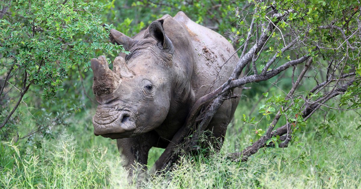 Alleged Ivory And Rhino Horn Trafficking Kingpin Extradited To The