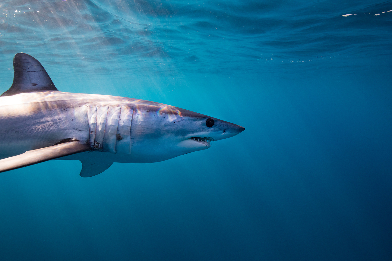 mako shark