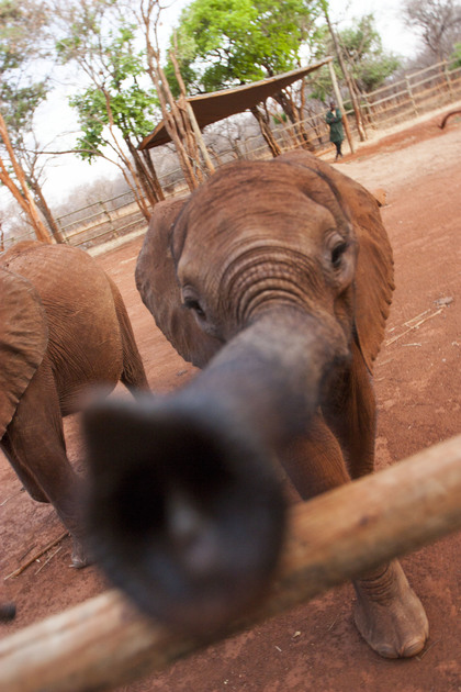 Un Refuge Aux Couleurs De Lespoir Pour Les L Phants Orphelins Ifaw