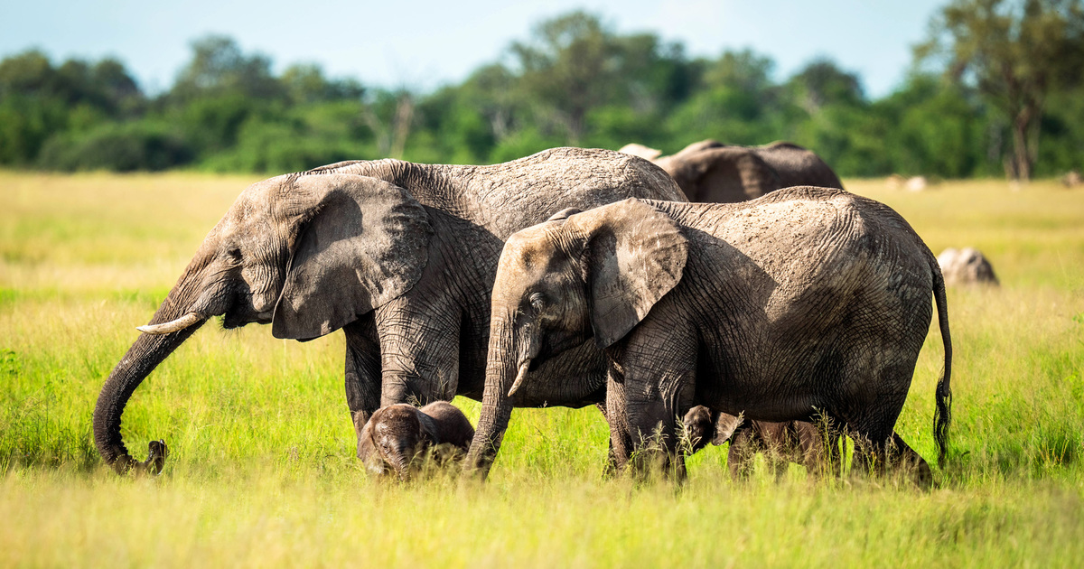 African savanna elephant