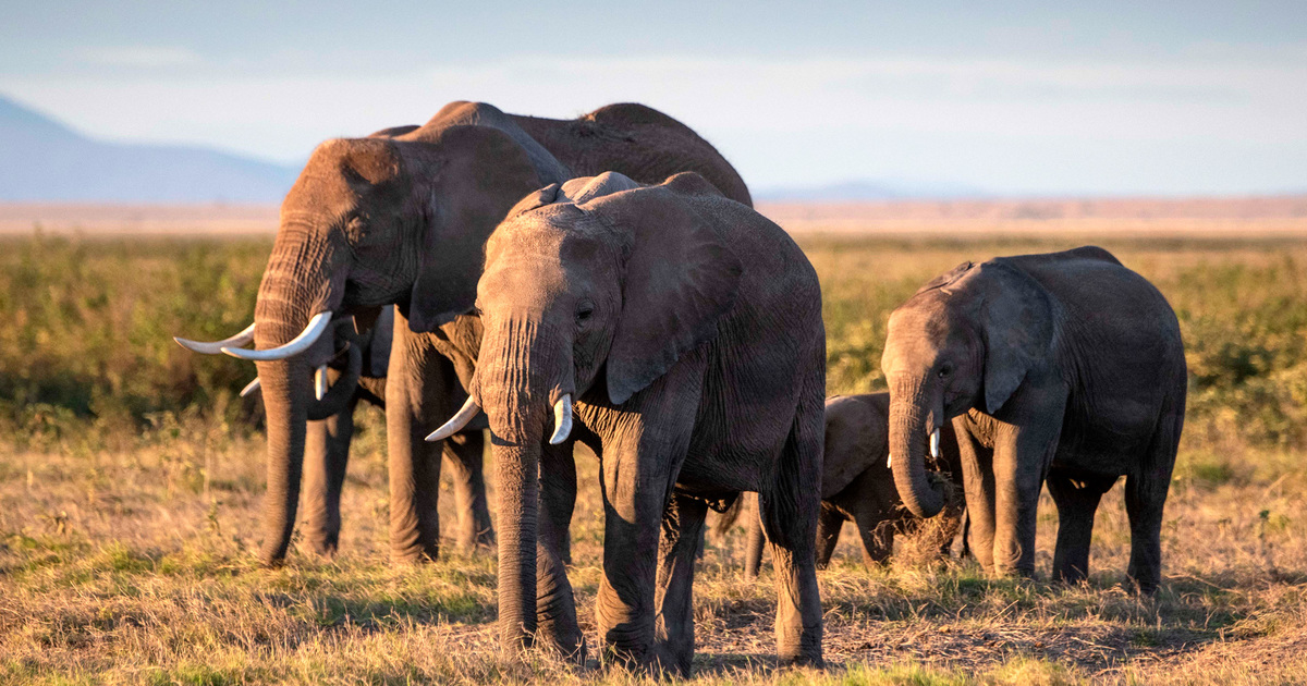 Afrikaanse Olifanten Foto s Afrikaanse Olifant Ge soleerd Op Wit Afrikaanse Olifanten Foto s Afrikaanse Olifant Ge soleerd Op Wit