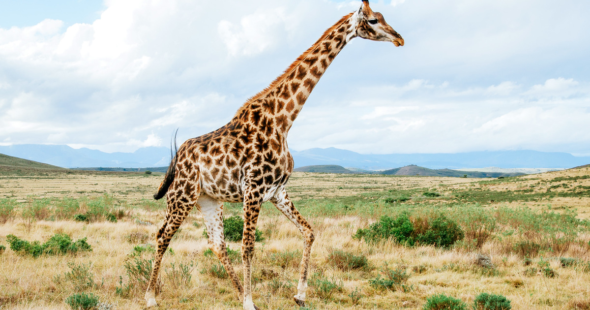 tallest giraffe in the world