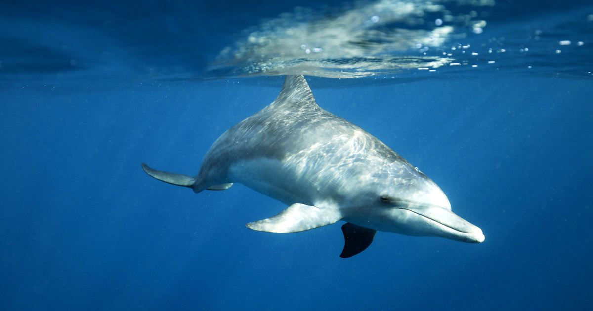 Ce que vous devez savoir sur les dauphins