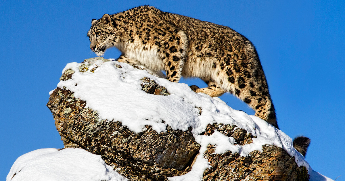 a blue leopard hunting.