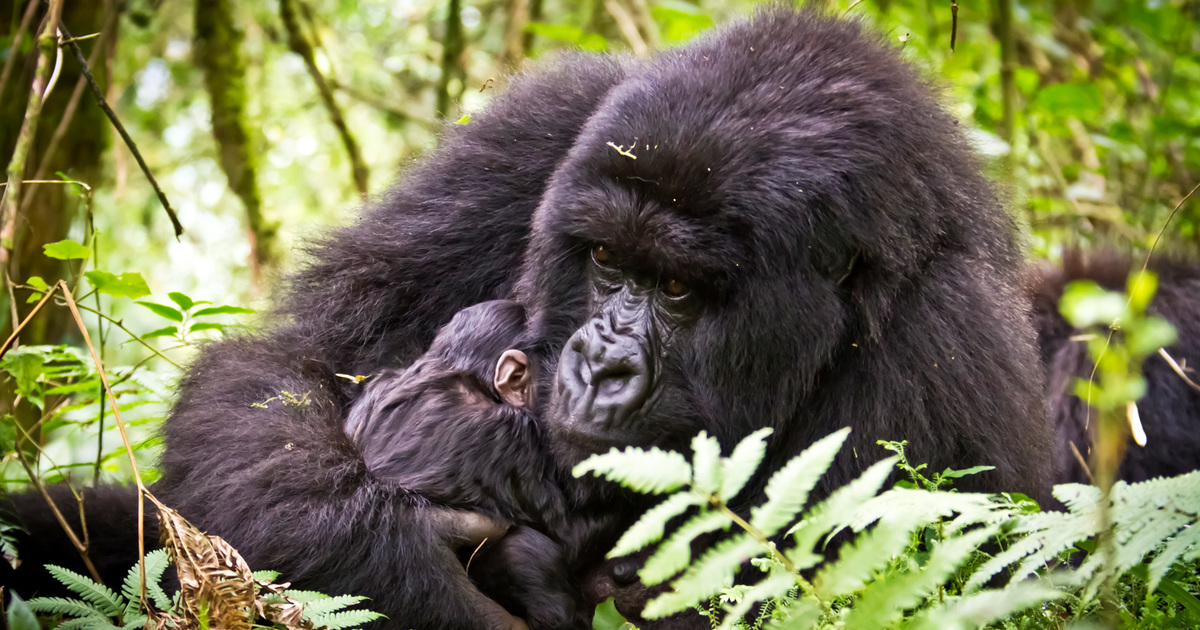 Gorilla facts and figures: everything you need to know | IFAW