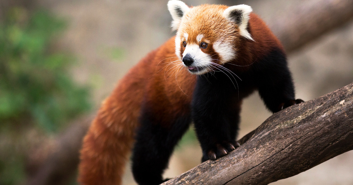 TVsæt flaske Hovedgade Everything you need to know about red pandas | IFAW