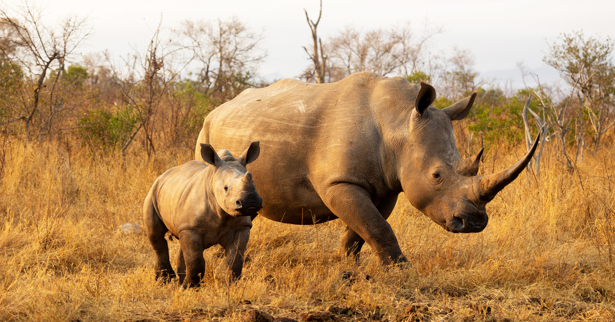 images of rhinos