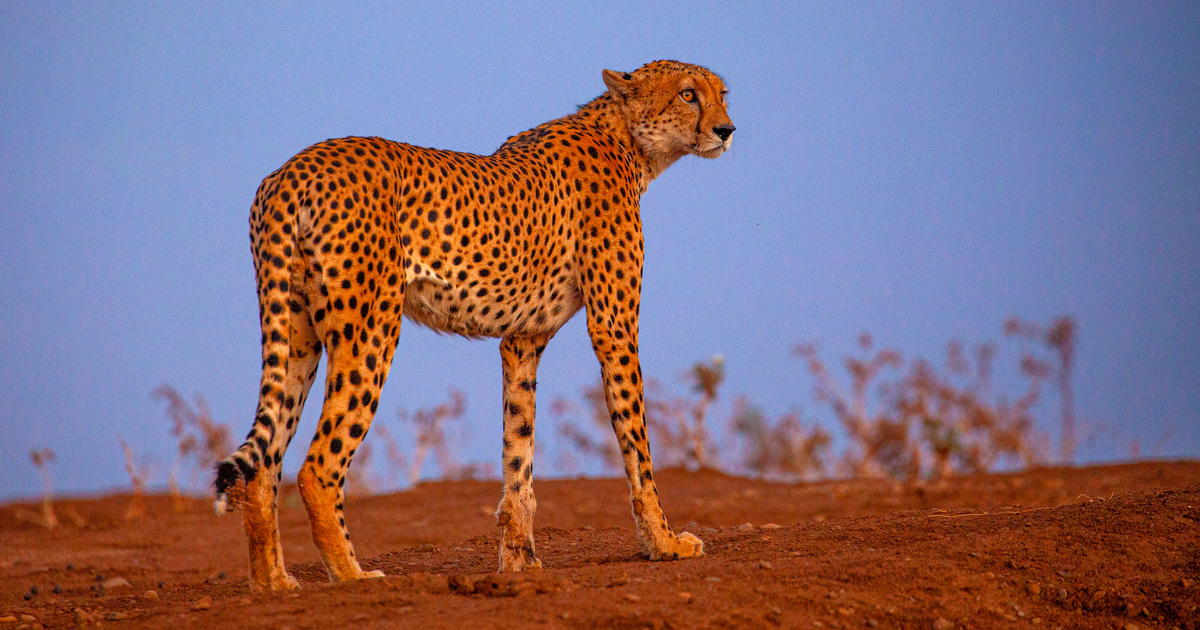 Cheetahs Threats Conservation And Faqs Ifaw