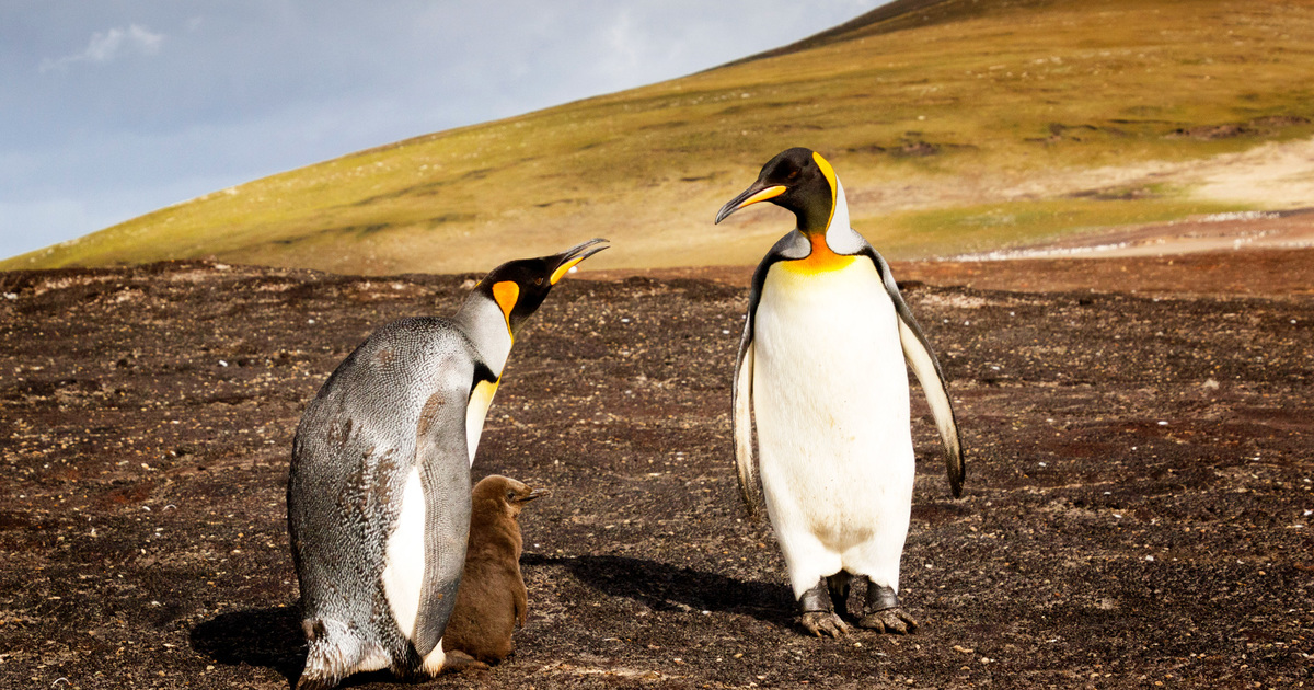 king penguin eating fish