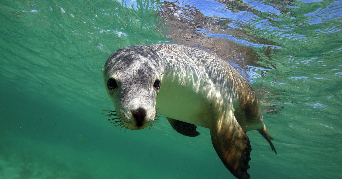 Sea Lion Facts: Diet, Behavior, Habitat & Threats | IFAW