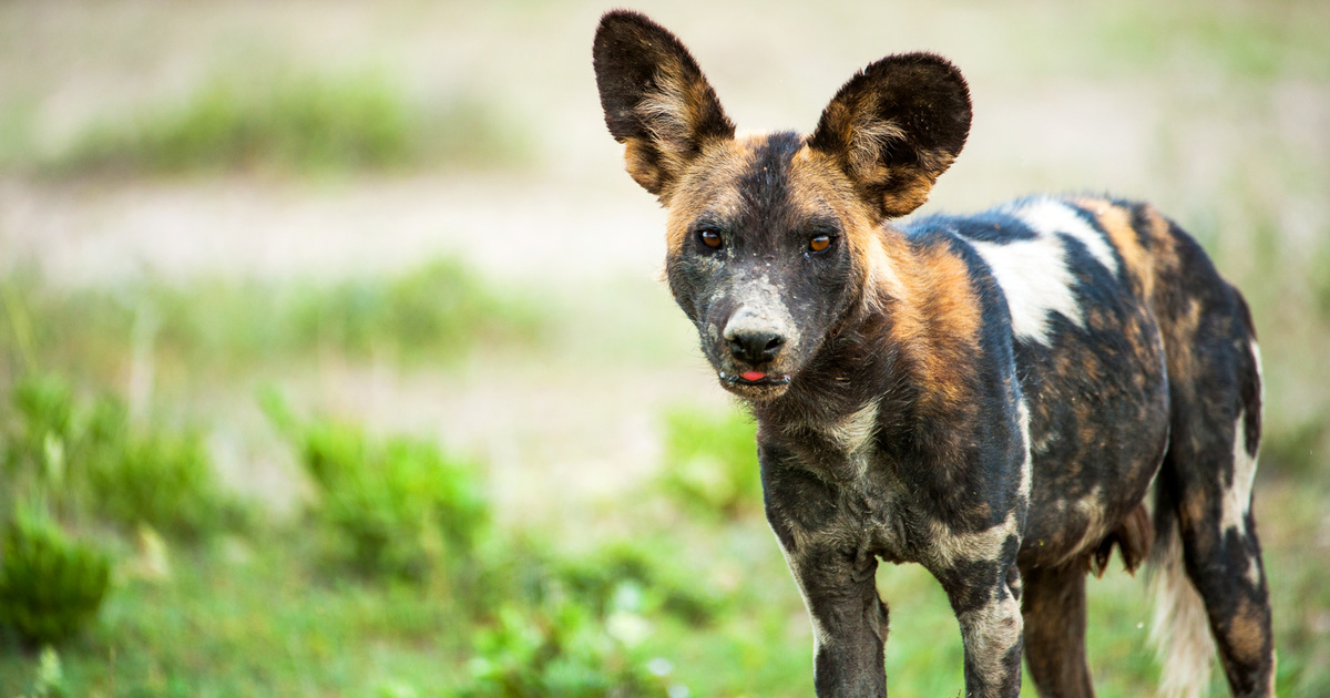 domestic african hunting dog