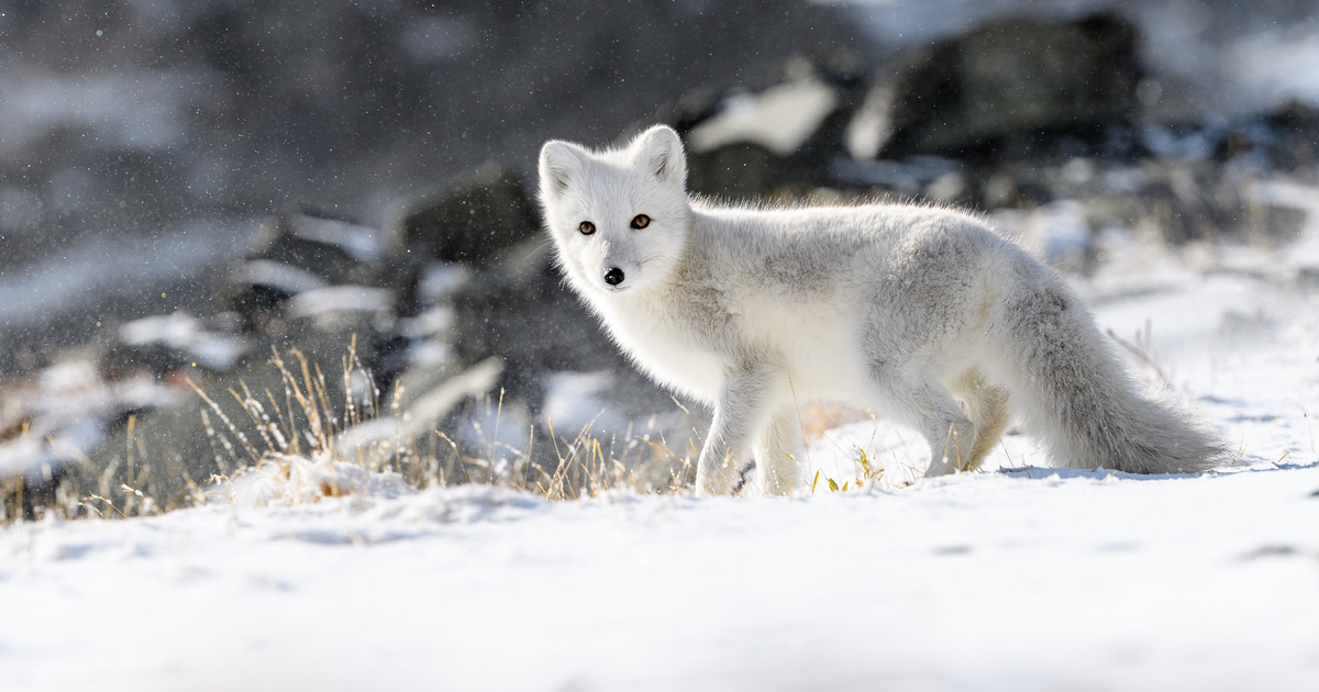 arctic fox eating