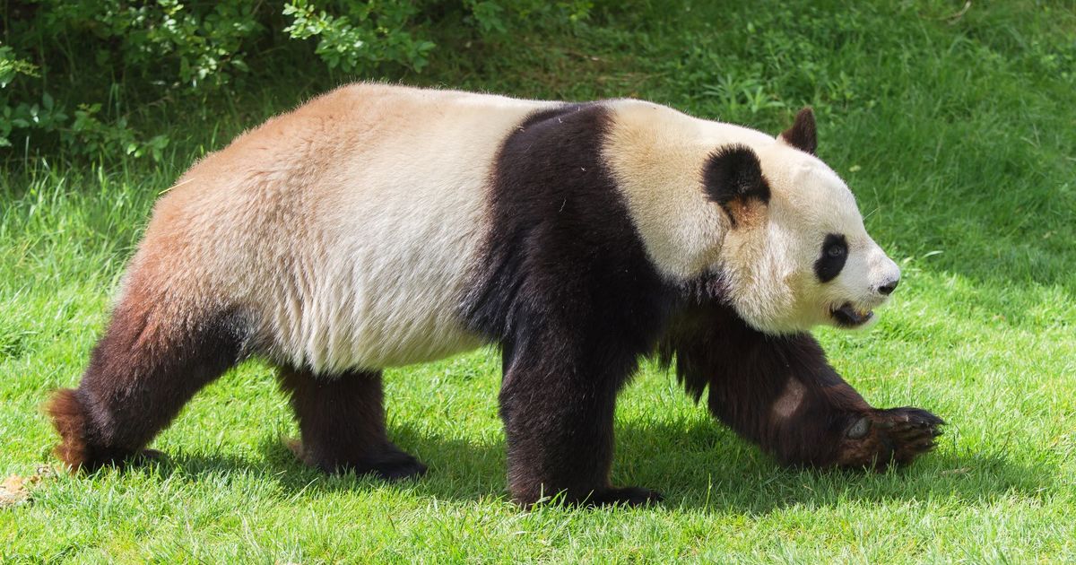 Bears do itjust not panda bears - WHYY