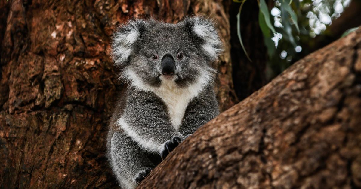 What you should know about koalas | IFAW