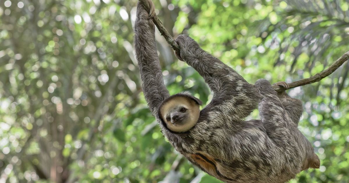 Facts About Sloths Ifaw 