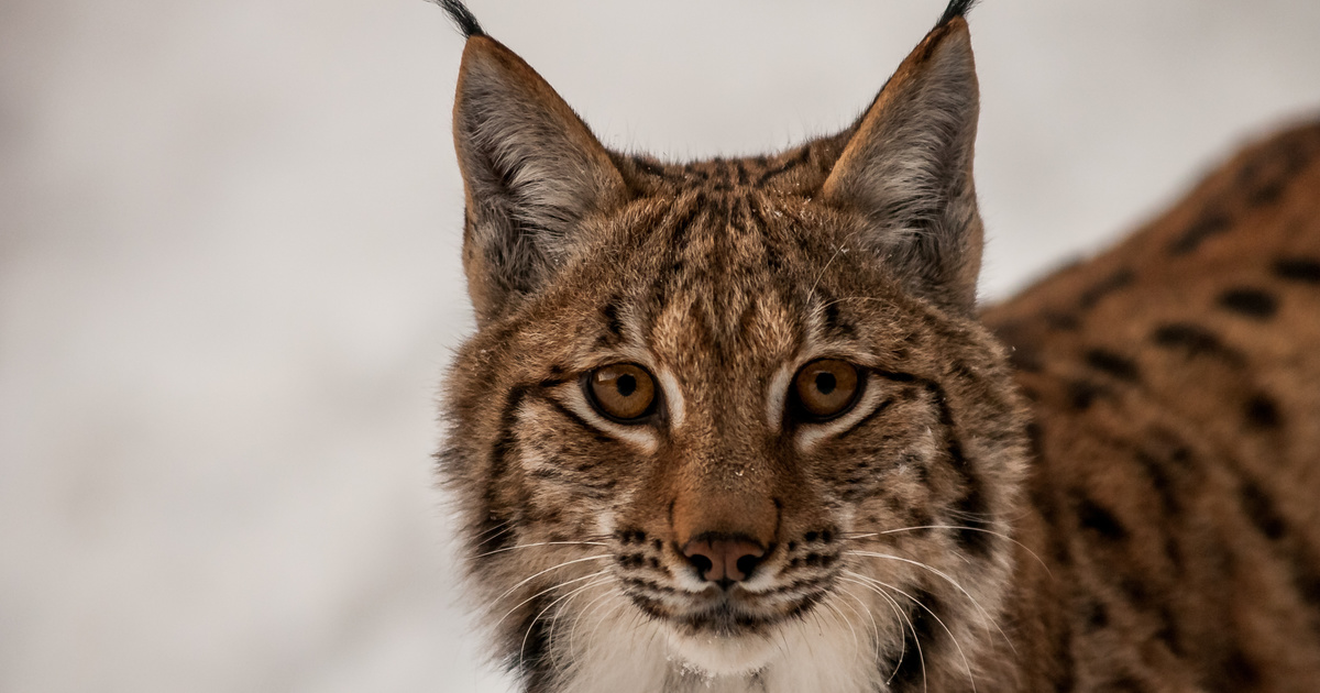 Everything you need to know about lynx | IFAW