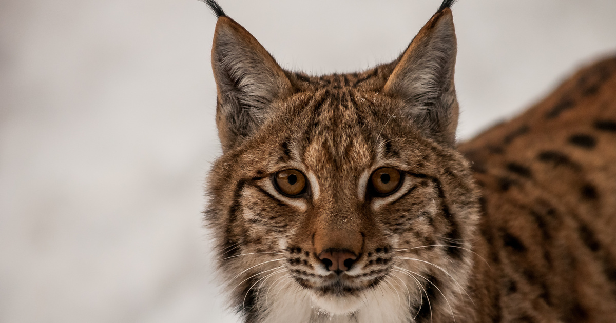 Lynx (Lynx canadensis), Minnesota Mammals