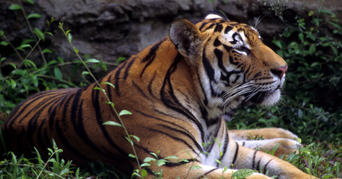 Full Indochinese Tiger Information