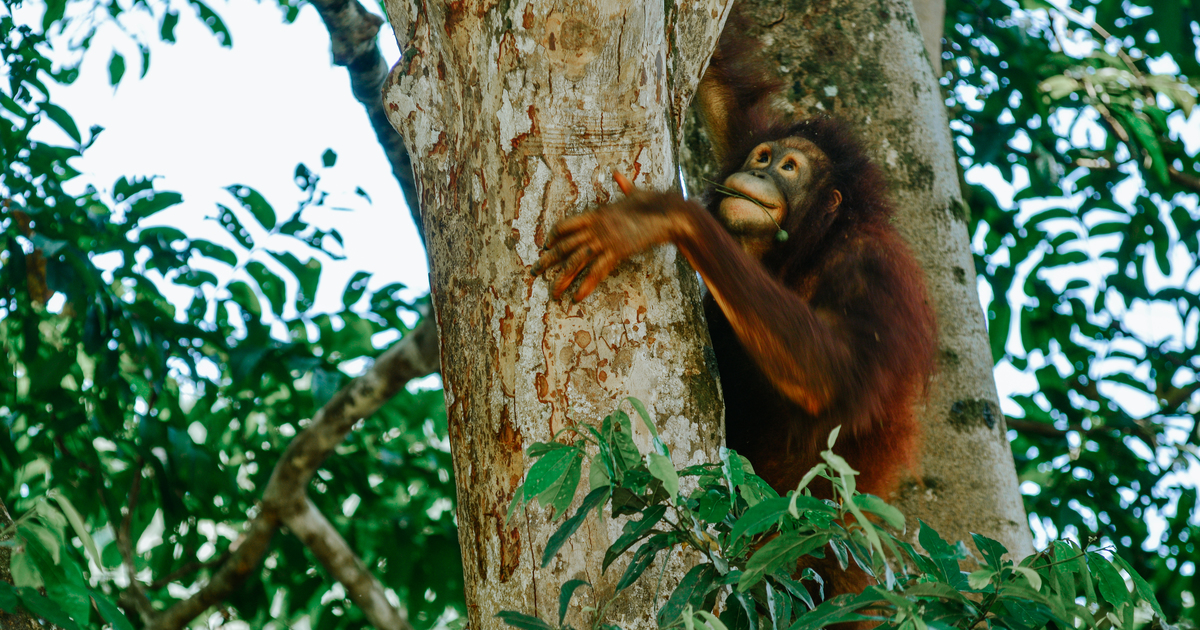 Orangutans: Threats, Facts, and FAQs