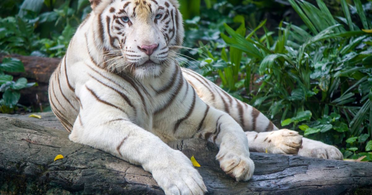 royal white bengal tiger