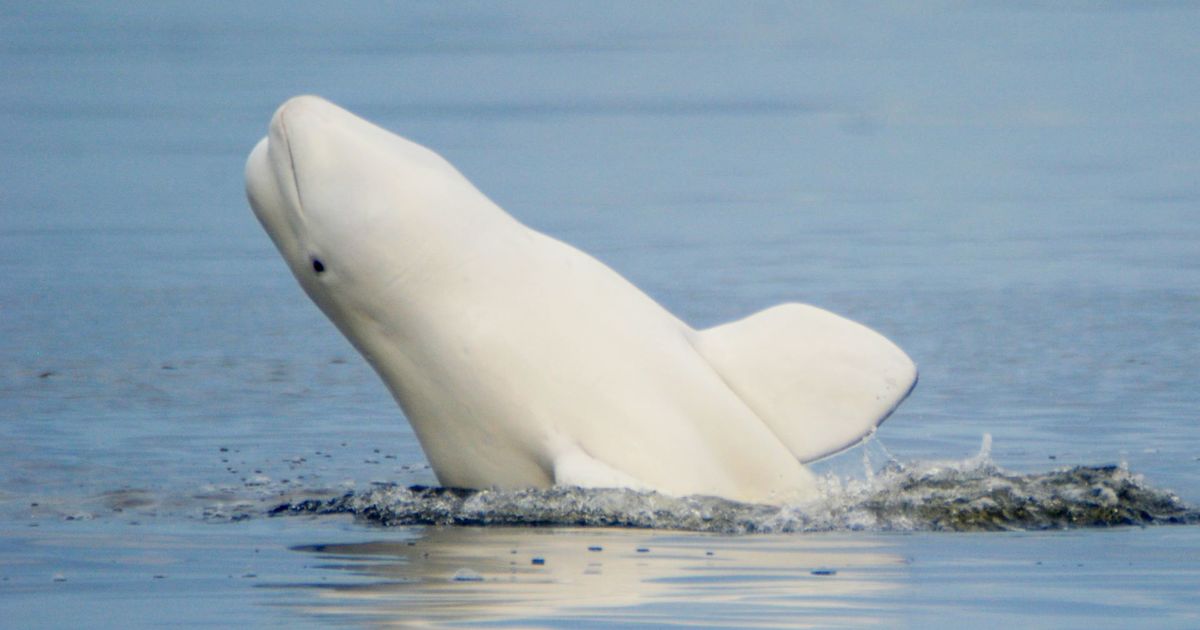 Beluga