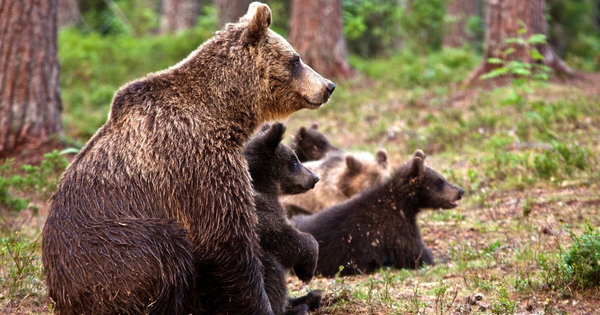 Bear, Types, Habitat, & Facts