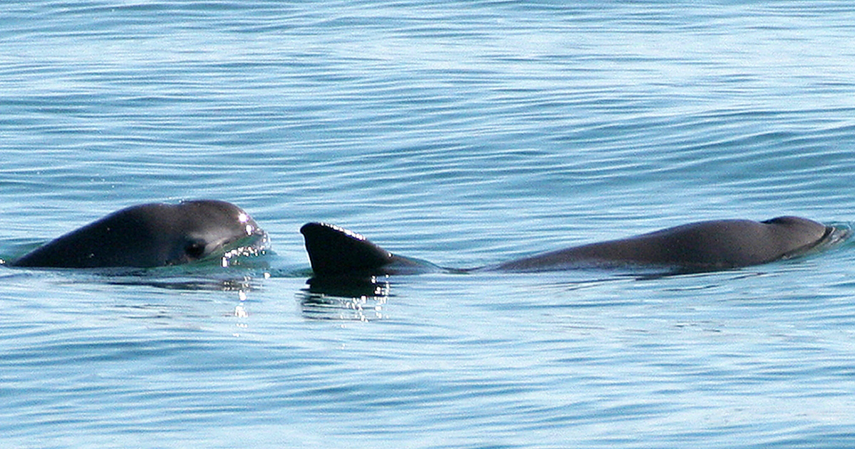 Vaquitas: Habitat, diet, and conservation status