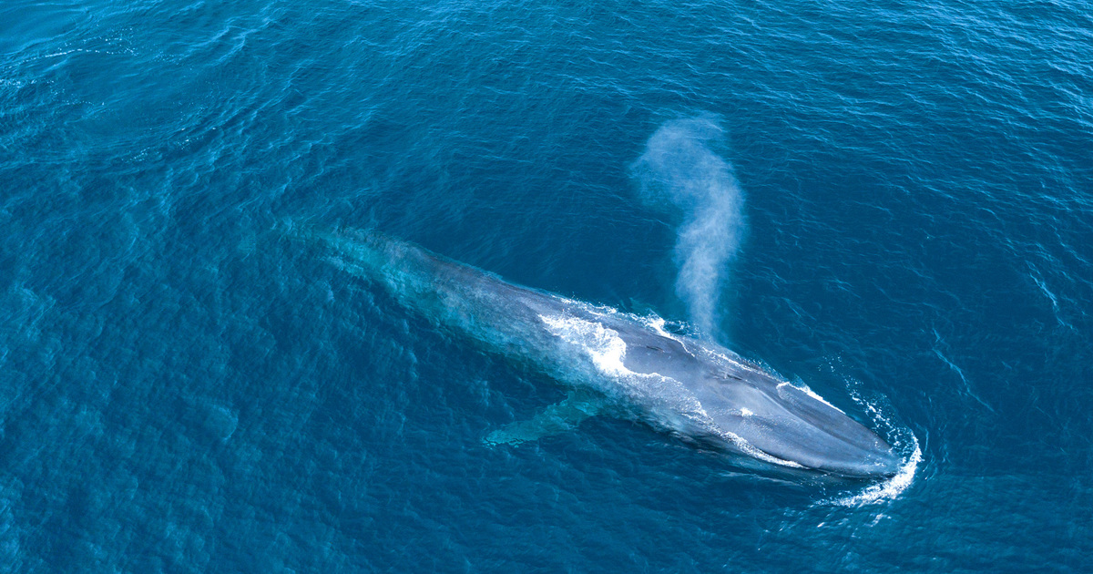 Blue whales: Facts, threats, and our conservation plan | IFAW