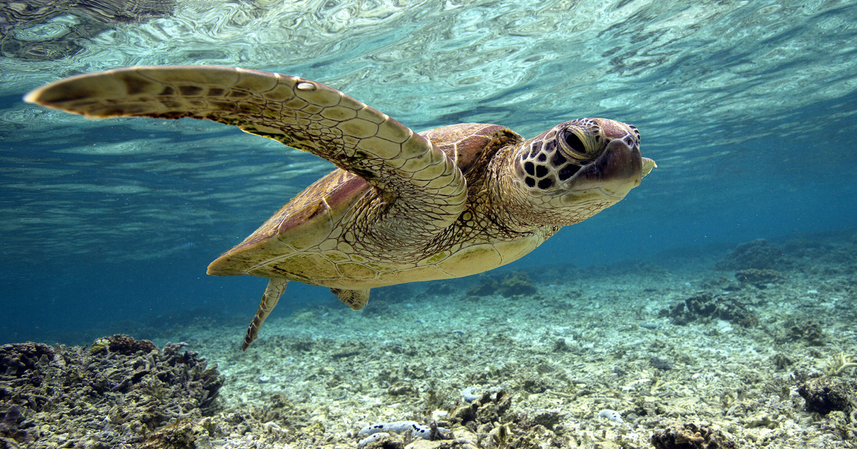 Turtle in the Sea