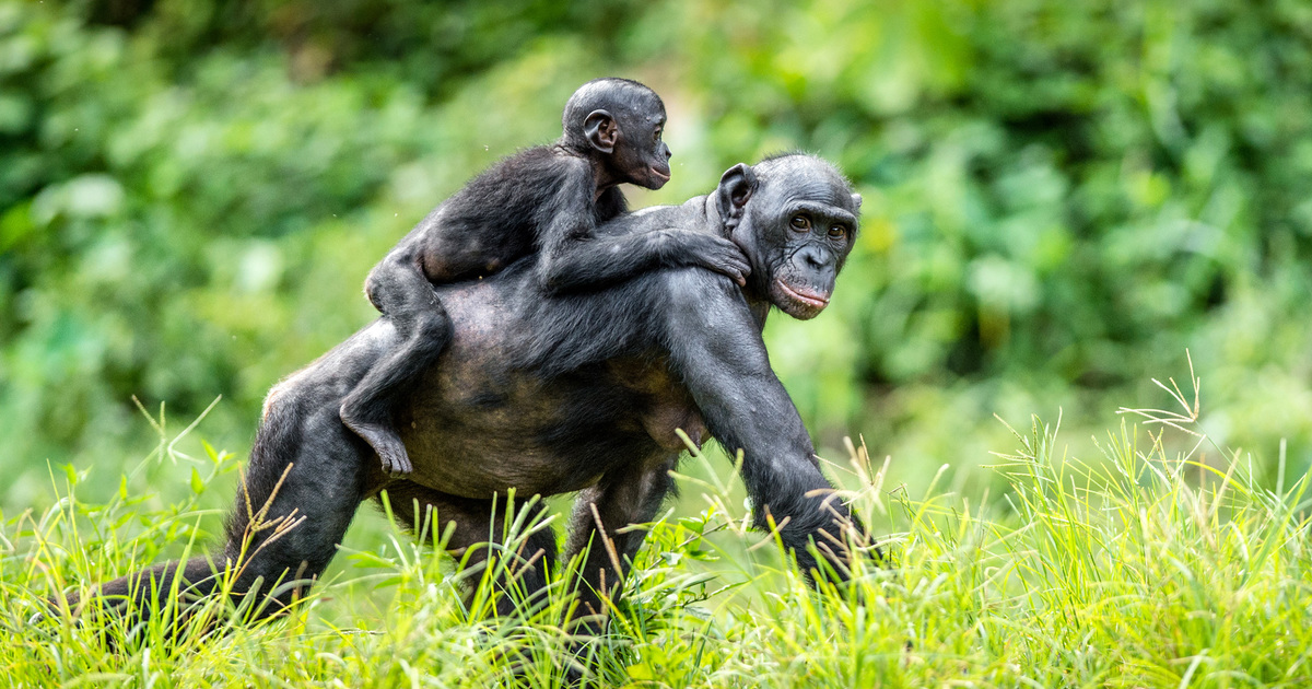 Bonobos: Diet, Behaviour, And Conservation | IFAW