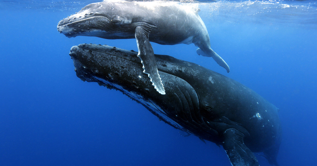 Whales: threats, conservation and FAQs | IFAW