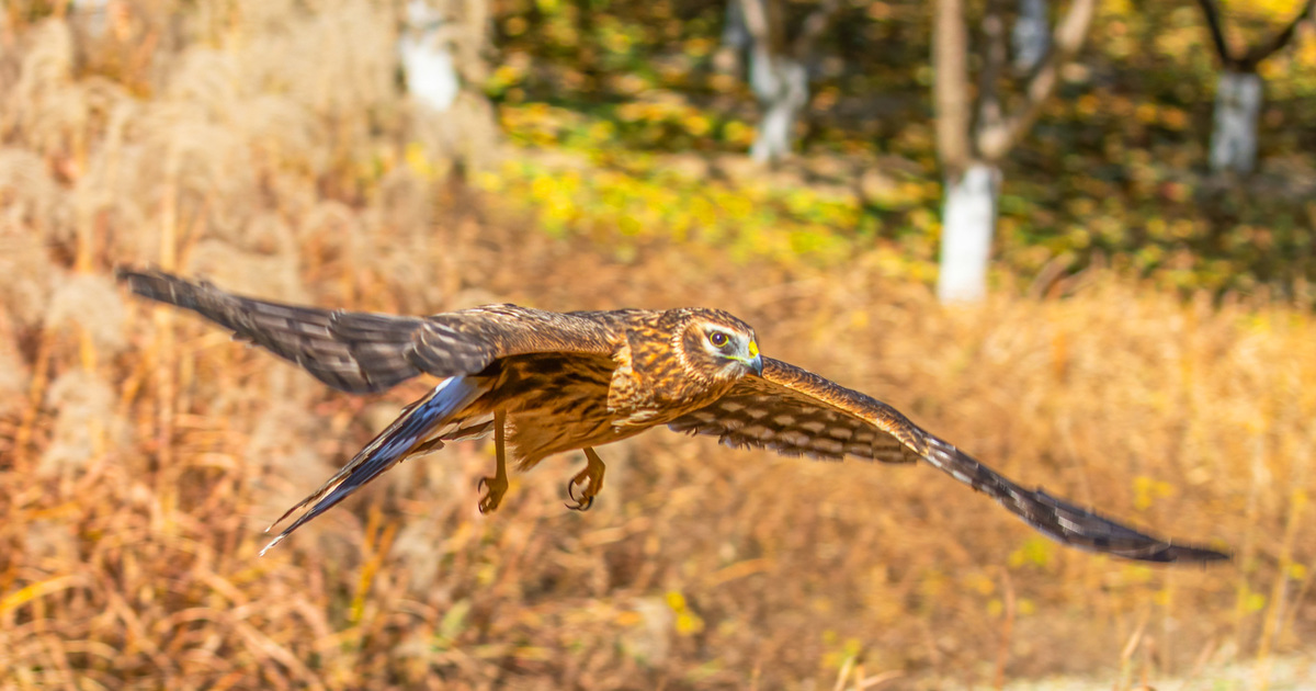 The Massachusetts Birds of Prey Rehab Facility: Offering a second