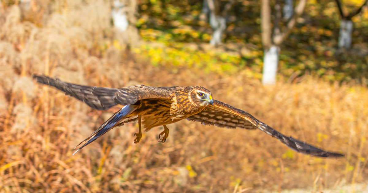 Definition & Meaning of Bird of prey