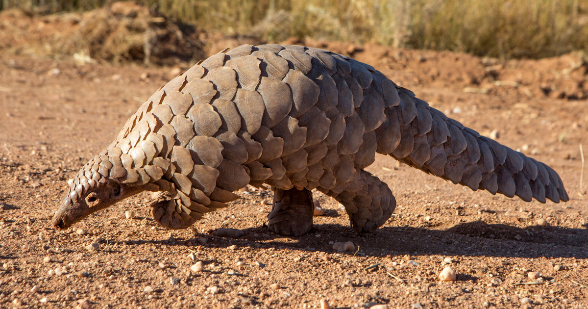 What is a pangolin and why are they endangered? IFAW