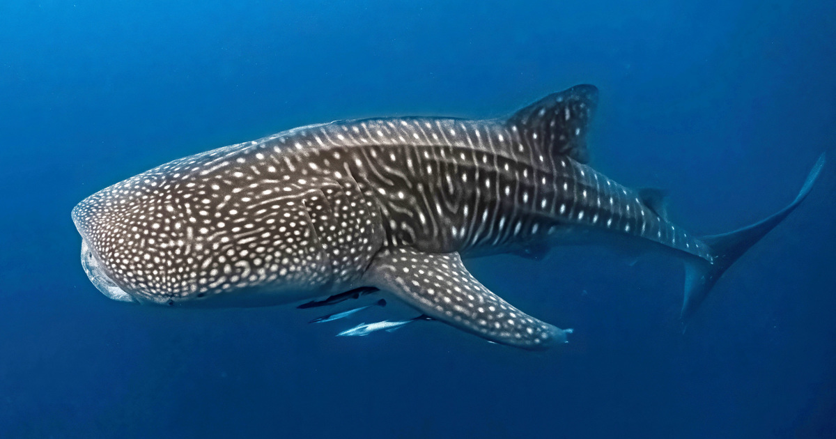 Whale Sharks Facts Threat and Conservation IFAW