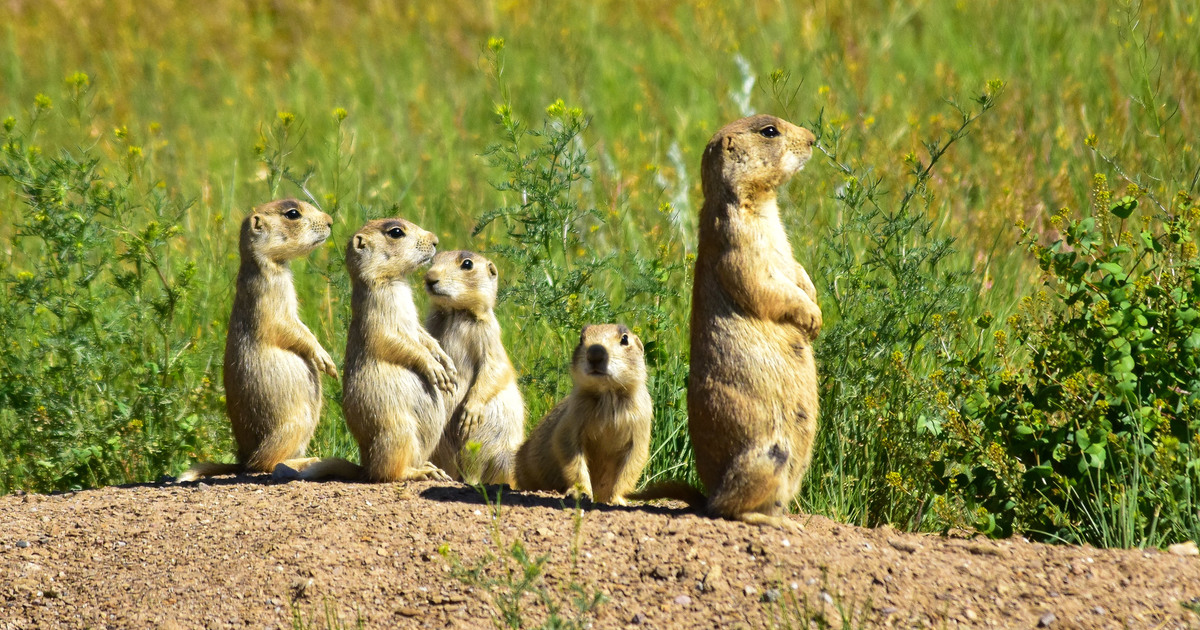Facts about prairie dogs IFAW