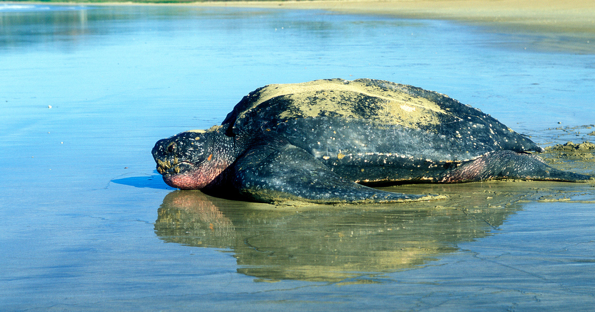 Leatherback Turtles: Facts, Habitat, Diet, & Threats | IFAW