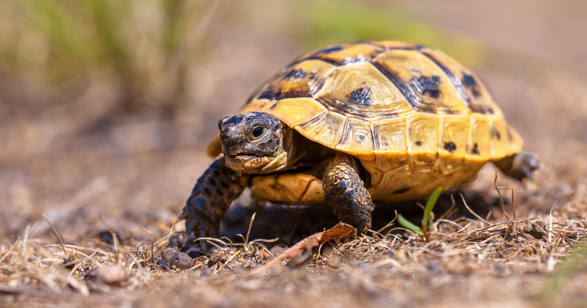 Guide to Tortoises: Habitat, Diet, and Conservation Efforts