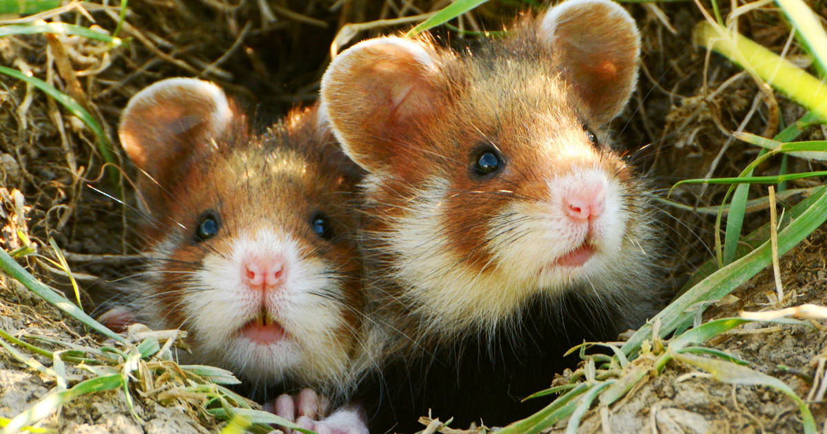 Will Pet Hamsters Released Into The Wild Survive?