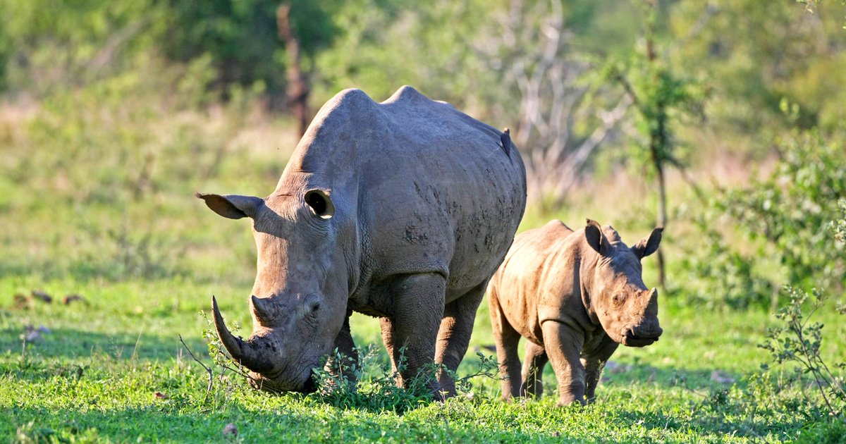 White rhinos: facts, threats, and conservation | IFAW