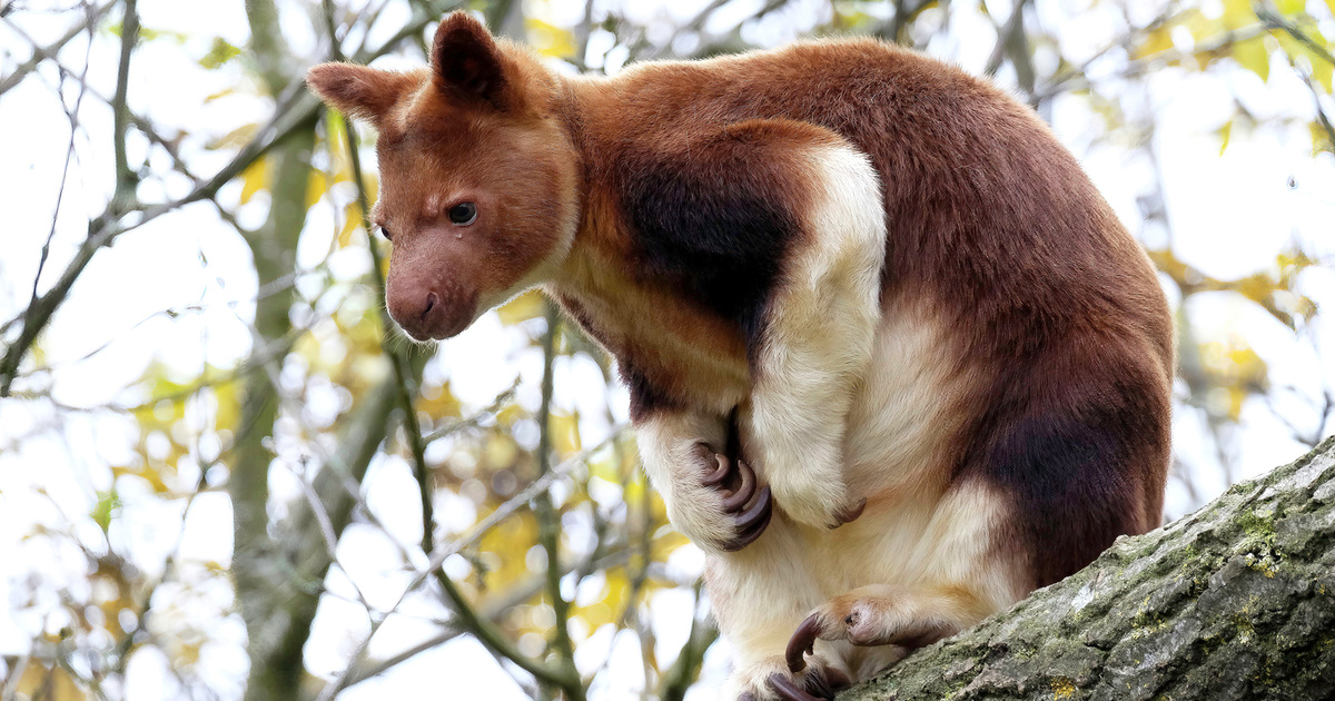 Tree Kangaroos Facts Habitat Threats Conservation IFAW