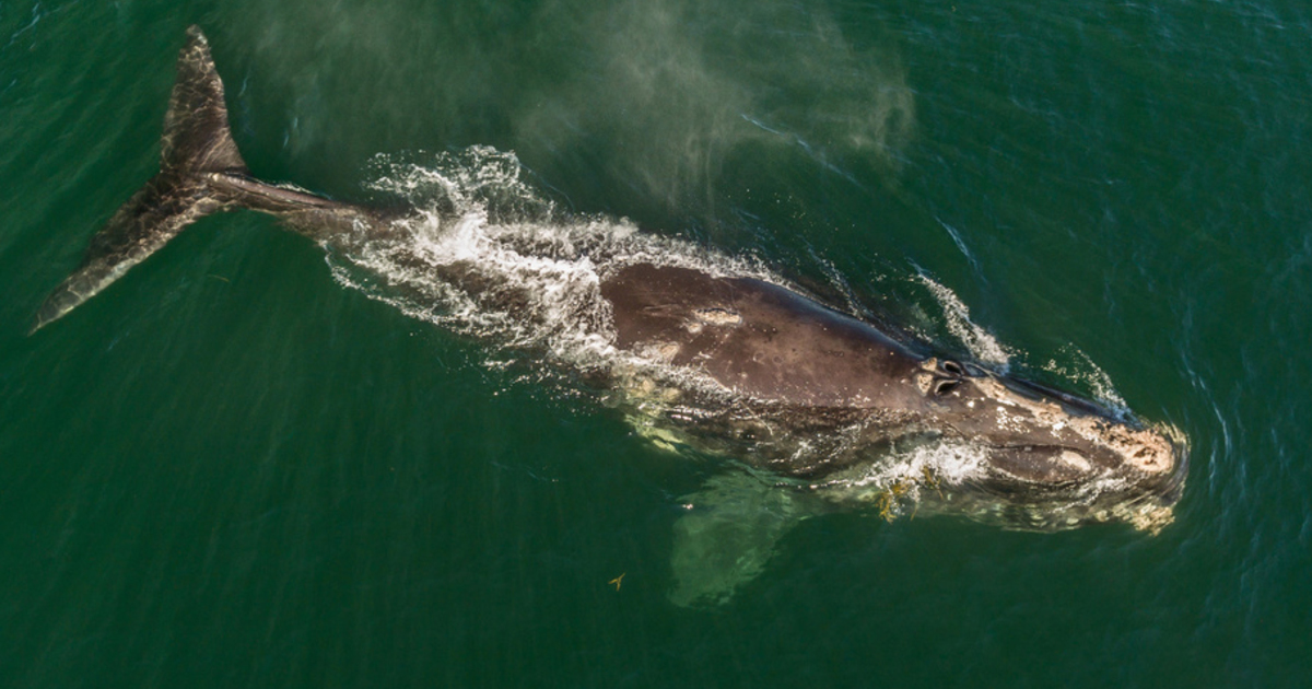 What you should know about North Atlantic right whales - Vimarsana News