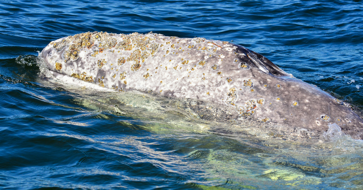 Gray whales: Facts, Behaviour, Environmental Importance