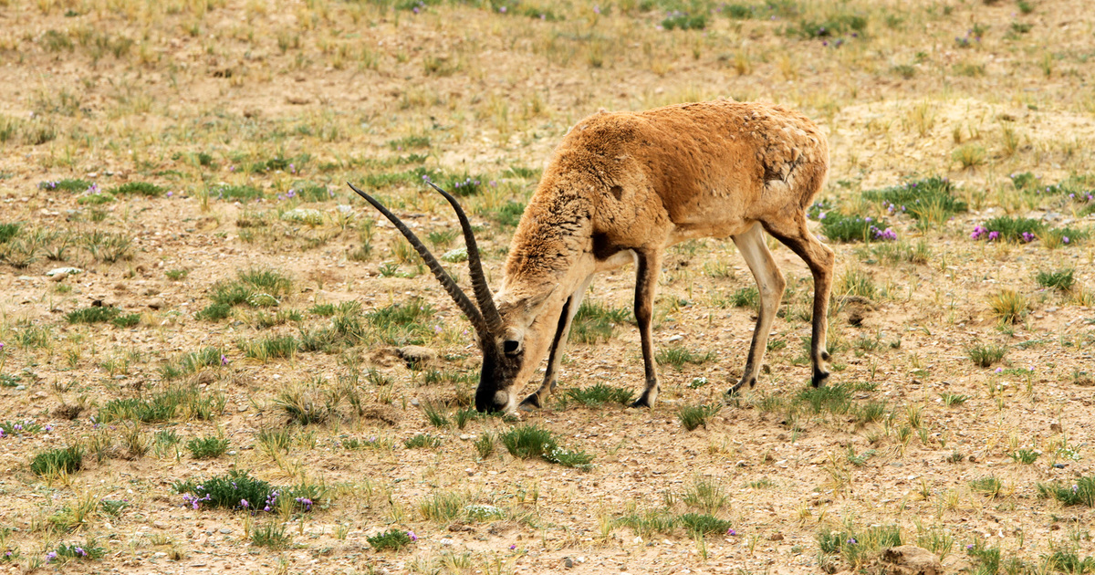 Tibetan Antelope (Chiru): Facts, Threats & Conservation