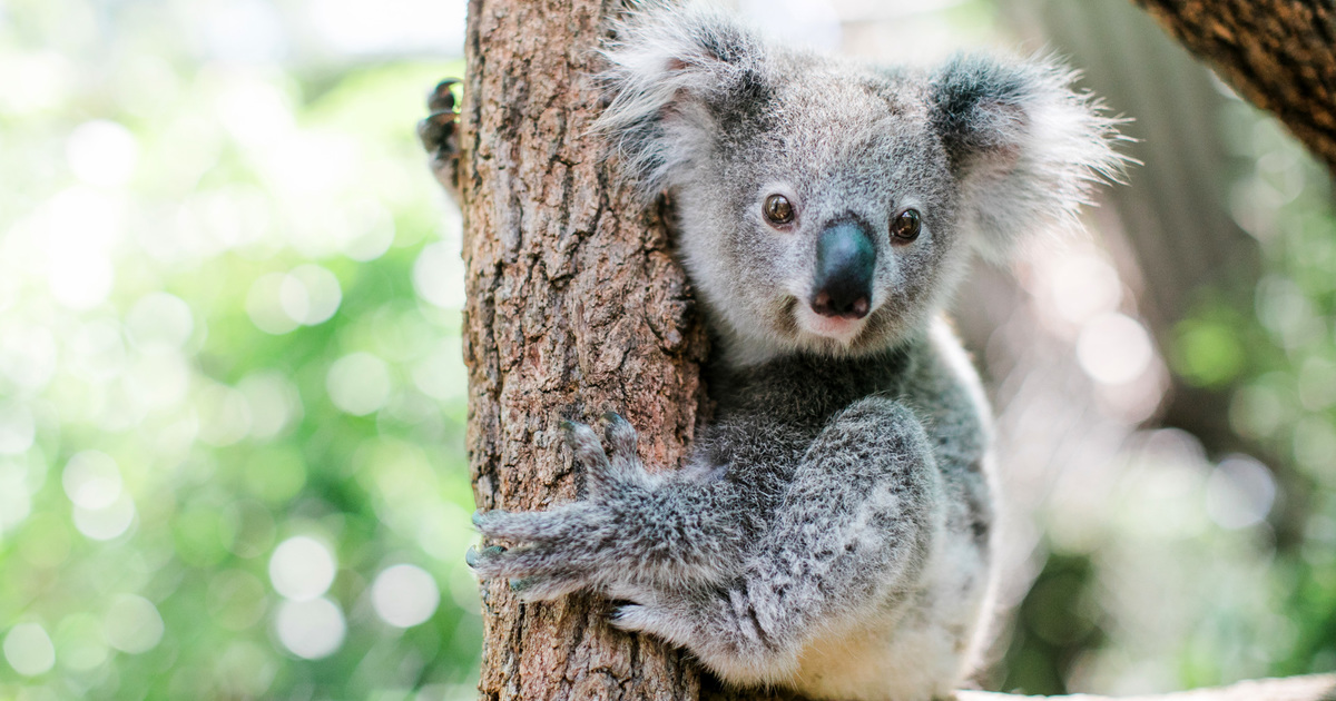 Koalas: Habitat, Conservation Status, & Threats | IFAW