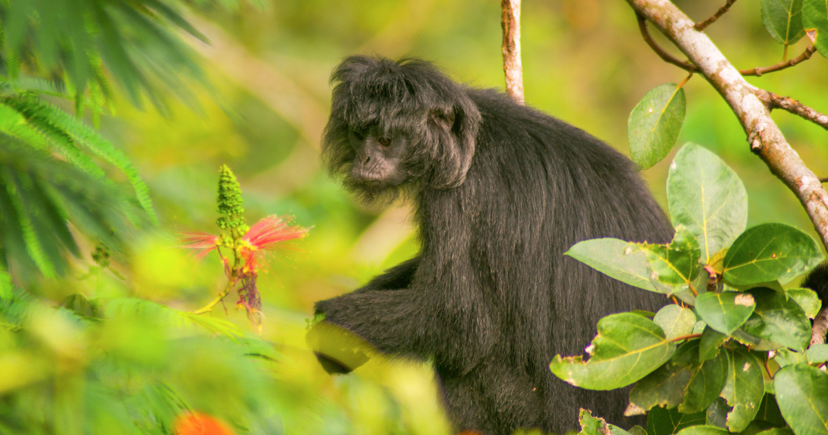 Java Leaf Mankey Javan Leaf Monkeys Facts | IFAW