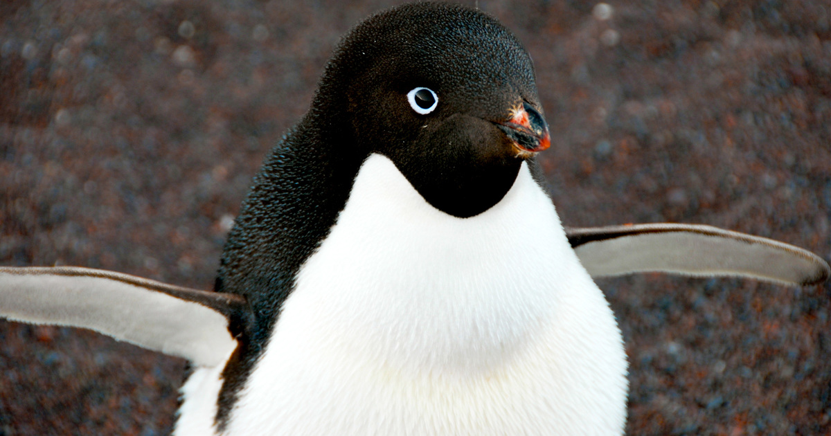 Adélie Penguins: Habitat, Diet, Threats, & Conservation | IFAW