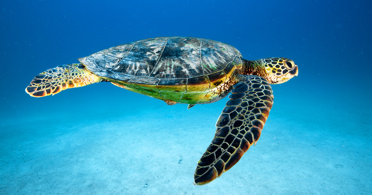 Green Sea Turtles: Facts, Threats, and Conservation | IFAW