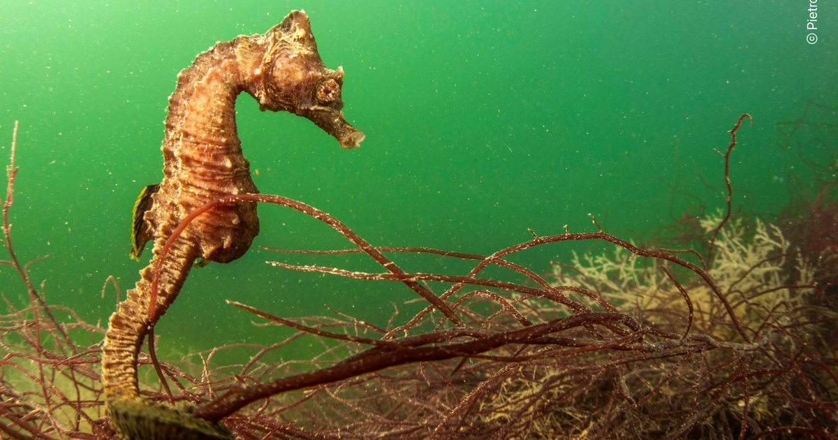 Feiten, weetjes en Veelgestelde Vragen over Zeepaardjes | IFAW